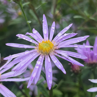 Aster (Eurybia) pyrenaeus (sibirica) 'Lutetia'